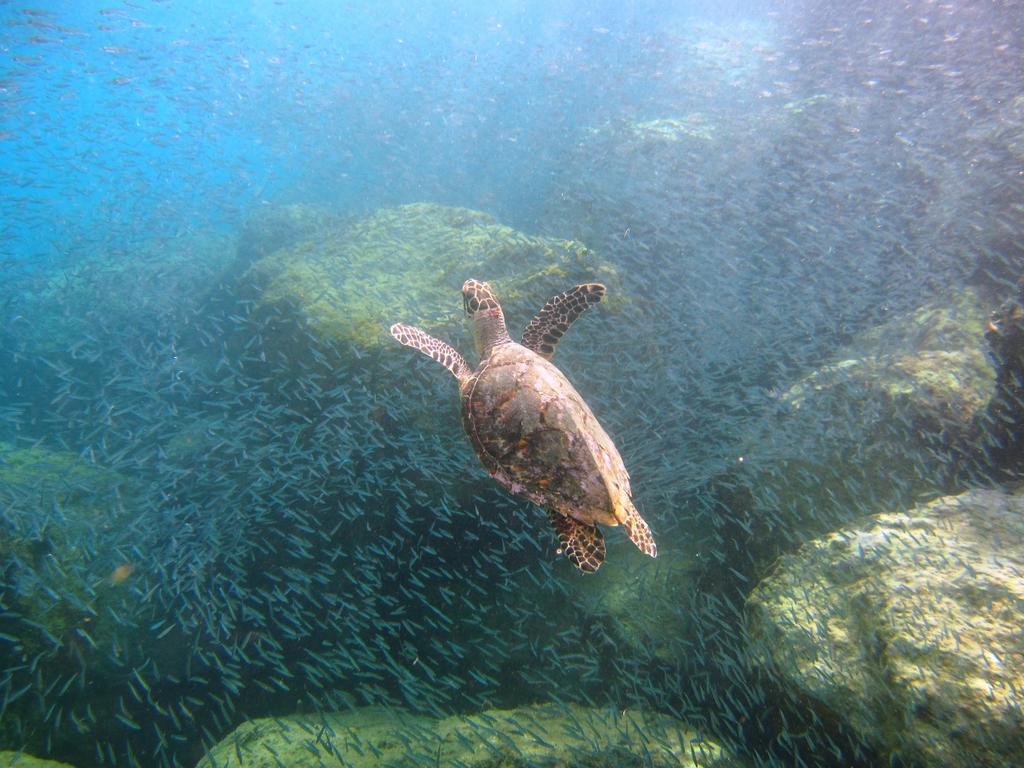 Tamarind Reef Resort Spa & Marina Кристианстед Экстерьер фото